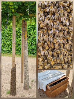 Bienen
